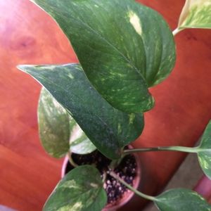Golden Pothos